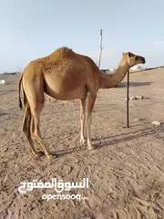  1 بكره لجيه للبيع سمين مطعومه