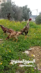  16 متاح بيض باكستاني خط اول..
