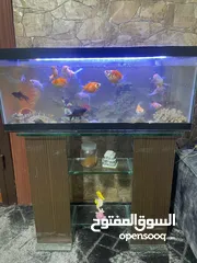  3 اسماك *مسمكه