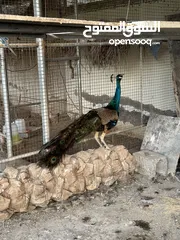  4 طاووس بأحجام كبيرة