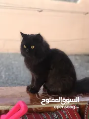  5 قط شيرازي اليف جدا