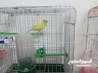  2 أنثى ليموني شغاله معبيه بدها تبيض مع قفص 3  مخاليف كنار الأنثى ليموني عمر 5 أشهر مع قفص السعر 9