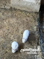  8 ارانب للبيع بسعر مناسب أنثى بلدي للون سكني معشره من 20 يوم معها فراخ ثنين فرنسيات ابيض عمر 28 يوم