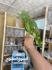  1 أليف  نوع امازوني بطلع على اليد