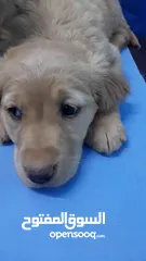  30 جولدن ريتريفر بريطاني آصلي  Golden retriever pure اعلى مستوى في الشرق الاوسط