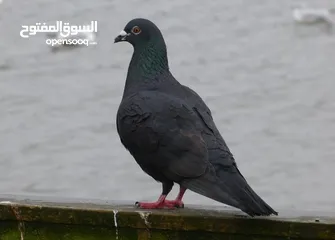  2 حمام للبيع بسعر مناسب جدا نار