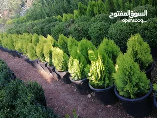  17 بعد إذن الإدارة  متوفر لدينا شجر زنزلخت الشماسي إيطالي أنثى ارتفاع من 180 سم إلى 250 سم سعر الشجره 6