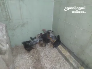  7 صيصان وفراخ