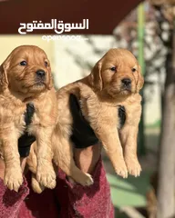  15 تدريب جميع انواع الكلاب وفندق خاص للكلاب