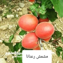  9 ركن المنزل لخدمات الزراعة العامة وتنسيق الحدائق وصيانتها مع خدمة التوصيل لكافة محافظات المملكة