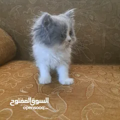  1 تواصل واتساب " قطط بيرشن وهملايا "