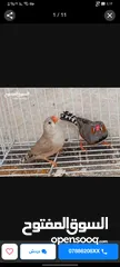  1 مطلوووب طيره حب اليفه
