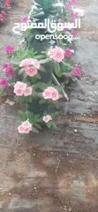  27 شقه للبيع الهاشمي الشمالي قوشان مشترك قابله للبدل بسياره حديثه