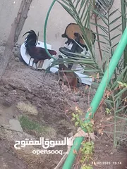  3 ابي الخصيب الشأرع الوسطي