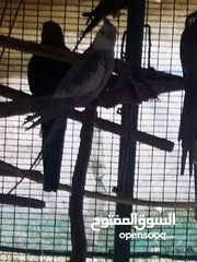  12 ازواج منتجة