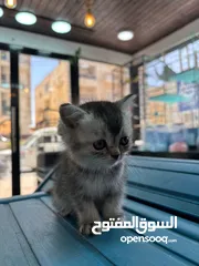  4 سكتش فولد و سكتش ستربت