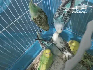  1 طيور الحب نوع البادجي بأحلى الألوان والأصوات