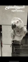  1 Rio - Locally bred, talkative, African Grey Parrot  ريو - ببغاء كاسكو وُلد محليًا، محب ومتحدث بارع