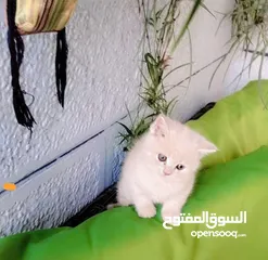  1 قط ذكر سكوتش مكس شيرازي