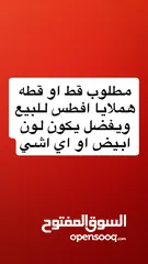  1 مطلوب ويكون عمرها صغير