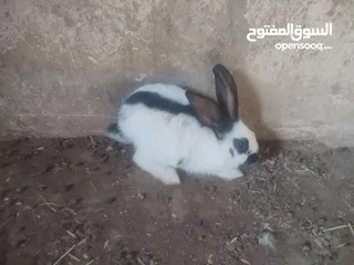  1 انثي بابيون للبدل على اناثي او للبيع
