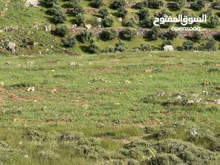  18 ارض 685م ام عبهره البحاث/ المشبك غرب عمان/مرج الحمام . يوجد فيديو