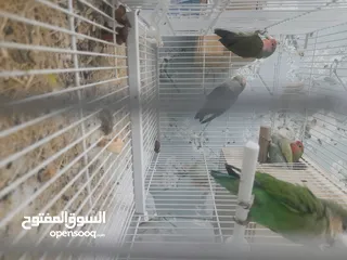  3 لوفبير للبيع بسعر مناسب