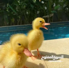  3 بط عمره ثلاث اسابيع