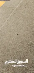  5 سجادة للبيع 1,95 * 2,90