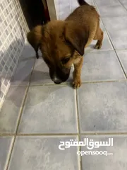  1 puppy for adoption جرو للتبني