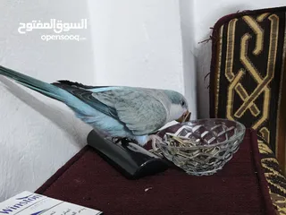  10 ببغاء كويكر. و دره. و فراخ دره و كويكر  تابع وصف طيور بسعر حرق