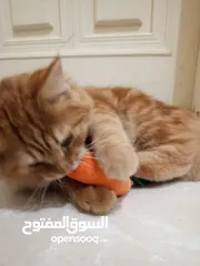  2 تبني قطط مع أغراضهم