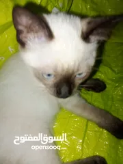  6 قطط سيامي بسعر معقول
