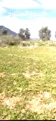  3 بيع ارض بالنصاريه جيدة وممتازه وقابله للزراعه والسكن