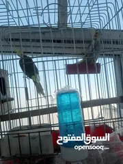  2 كنار كوكتيل وروز اقرا الوصف جيدا