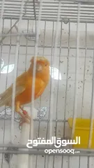  1 ثلاث حبات كنار جوز جزري اصلي مع انثى كنار اون ابيض مع اقفاص جديدة