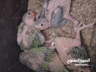  5 بيع فروخ بغبغاء الدره