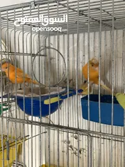  3 جوز كنار للبيع