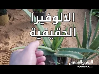  1 الألوفيرا الحقيقيه