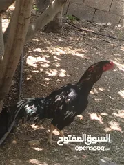  1 ثلاث ديوك - 2 باكستاني وواحد ألماني