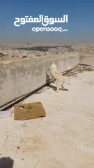  3 كلبة انثى ساموايد لون ابيض وبني  للبيع تم التعديل على الاعلان