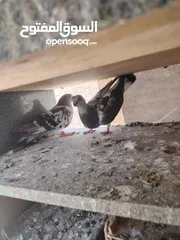  2 حمام صلاة نبي. ماشاء الله شغال
