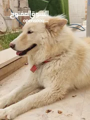  1 كلب هاسكي سيبيري العمر 11شهر انثى