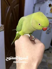  1 ببغاء درة نظيف