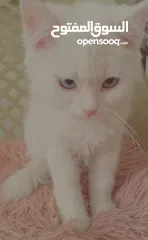  12 كتن كتنز بيبي  قطه شيرازي و قط شنشيلا ابيض ناصع و عيون زرق و قط و قطه يا   شبه تبني للتبني بسعر رمزي