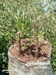  12 كافة الخدمات والأعمال الزراعية بأحدث الطرق العلمية