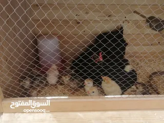  1 اقرأ الوصف صوص بلدي بلدي عالاصول وصوص حبش اصول اصول
