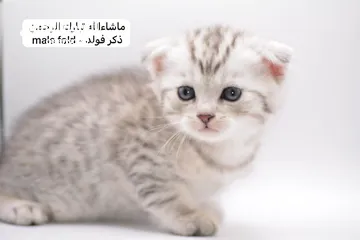  6 سكوتش كيتن فولد وستريت الوان مميزه ليلك ومشمشي وغيرها 15 كيتن