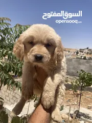  3 جولدن ريتريفر بريطاني آصلي  Golden retriever pure اعلى مستوى في الشرق الاوسط