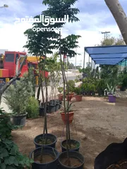  4 يوجد شجر زنزلخت شماسي